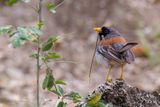 Buff-bridled Inca Finch - Geelbaardinkagors - Chipiu  moustaches