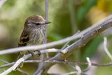 Southern Mouse-colored Tyrannulet - Zuidelijke Wenkbrauwvliegenpikker - Tyranneau souris