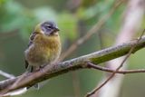 Peruvian Sierra Finch - Puna-sierragors - Phrygile du Prou (j)