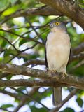 Francess Sparrowhawk - Madagaskarshikra - pervier de Frances