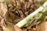 Grande Comore Brush Warbler - Grande-Comorestruikzanger - Nsille de Grande Comore