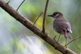 Comoro Thrush - Comorenlijster - Merle des Comores
