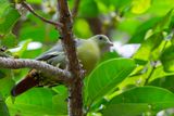 Comoro Green Pigeon - Comorenpapegaaiduif - Colombar des Comores