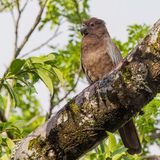 Greater Vasa Parrot - Grote Vasapapegaai - Grand Vaza