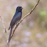 Black Drongo - Koningsdrongo - Drongo royal