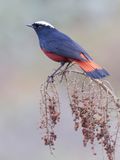 White-capped Redstart - Rivierroodstaart - Rougequeue  calotte blanche