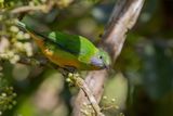 Orange-bellied Leafbird - Oranjebuikbladvogel - Verdin de Hardwicke (f)