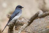 White-bellied Drongo - Witbuikdrongo - Drongo  ventre blanc