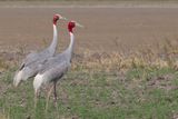 Sarus Crane - Saruskraanvogel - Grue antigone