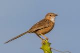 Common Babbler - Gewone Babbelaar - Cratrope indien
