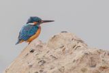 Common Kingfisher - IJsvogel - Martin-pcheur dEurope