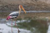 Painted Stork - Indische Nimmerzat - Tantale indien