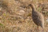 Grey Francolin - Grijze Frankolijn - Francolin gris