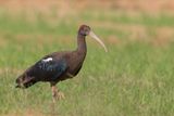 Red-naped Ibis - Wrattenibis - Ibis noir