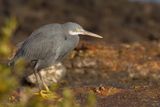 Western Reef Heron - Westelijke Rifreiger - Aigrette  gorge blanche