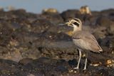 Great Stone-curlew - Grote Griel - Grand Oedicnme