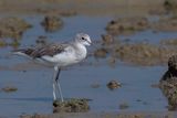 Common Greenshank - Groenpootruiter - Chevalier aboyeur