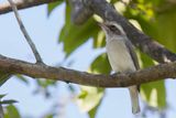 Common Woodshrike - Kleine Rupsklauwier - Tphrodorne de Pondichry