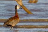 White-faced Whistling Duck - Witwangfluiteend - Dendrocygne veuf