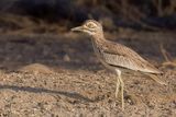 Senegal Thick-knee - Senegalese Griel - Oedicnme du Sngal