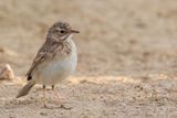 African Pipit -  Kaneelpieper - Pipit africain