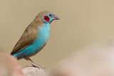 Red-cheeked Cordonbleu - Blauwfazantje - Cordonbleu  joues rouges (m)