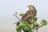 Corn Bunting - Grauwe Gors - Bruant proyer