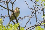 Cirl Bunting - Cirlgors - Bruant zizi