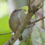 Abbotts Babbler - Roodstaartmuistimalia - Akalat dAbbott