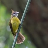 White-throated Bulbul - Witkeelbaardbuulbuul - Bulbul flavole