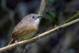 Naga Wren-Babbler - Langstaartsluiptimalia - Timalie chocolat