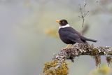White-collared Blackbird - Witkraaglijster - Merle  collier blanc