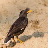Great (White-vented) Myna - Grote Maina - Grand Martin