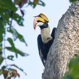 Great Hornbill - Dubbelhoornige Neushoornvogel - Calao bicorne (m)