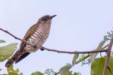 Little Bronze Cuckoo - Kleine Bronskoekoek - Coucou menu