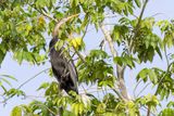 Oriental Darter - Indische Slangenhalsvogel - Anhinga roux