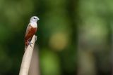 Pale-headed Munia - Bleekkopnon - Capucin ple