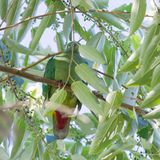 Black-naped Fruit Dove - Zwartnekjufferduif - Ptilope turgris (f)