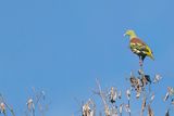 Grey-cheeked Green Pigeon - Bonapartes Papegaaiduif - Colombar  face grise (m)
