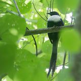 White-necked Myna - Witnekmaina - Streptocitte  cou blanc