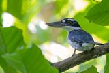Sombre Kingfisher - Halmaheraijsvogel - Martin-chasseur funbre (m)