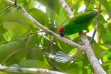 Moluccan Hanging Parrot - Molukse Vleermuisparkiet - Coryllis des Moluques (m)