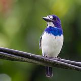 Blue-and-white Kingfisher - Noord-Molukse IJsvogel - Martin-chasseur des Moluques (f)