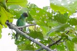 Red-cheeked Parrot - Roodwangpapegaai - Perruche de Geoffroy (f)