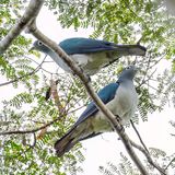 Spectacled Imperial Pigeon - Brilmuskaatduif - Carpophage  lunettes