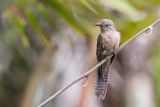 Moluccan Cuckoo - Molukkenkoekoek - Coucou de Heinrich (j)