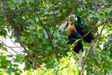Blyths Hornbill - Papoeajaarvogel - Calao papou (m+f)