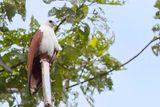Brahminy Kite - Brahmaanse Wouw - Milan sacr