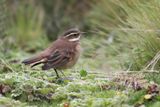 Chestnut-winged Cinclodes - Kastanjevleugelwipstaart - Cinclode  miroir marron