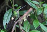 Buff-winged Starfrontlet - Bruinvleugelincakolibrie - Inca  gemme bleue (f)